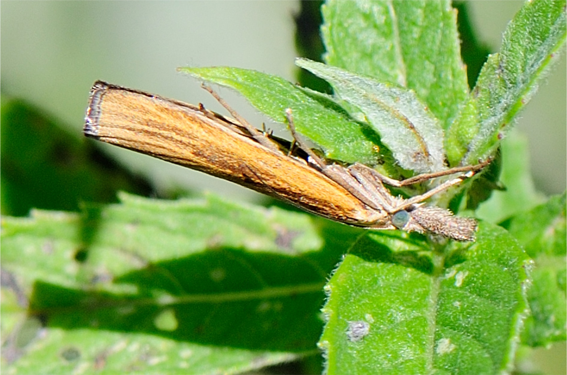 Agriphila tristella