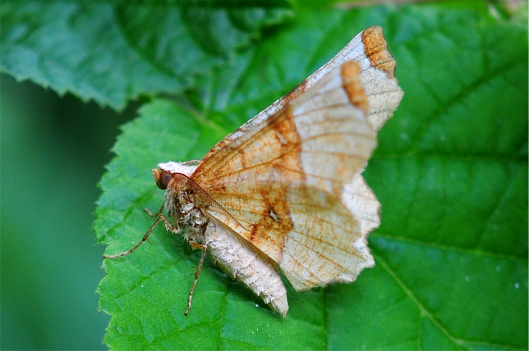 Selenia lunularia