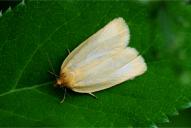 Zelotherses (Aphelia) paleana