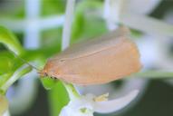 Zelotherses (Aphelia) paleana