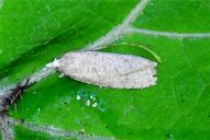 Epiblema grandaevana