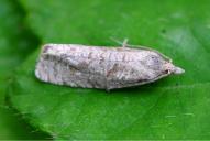 Epiblema grandaevana