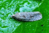 Epiblema grandaevana