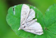 Epiblema grandaevana