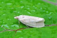 Epiblema grandaevana