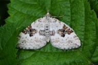 Xanthorhoe montanata