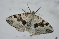 Xanthorhoe montanata