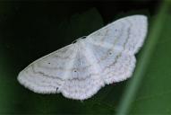 Scopula subpunctaria