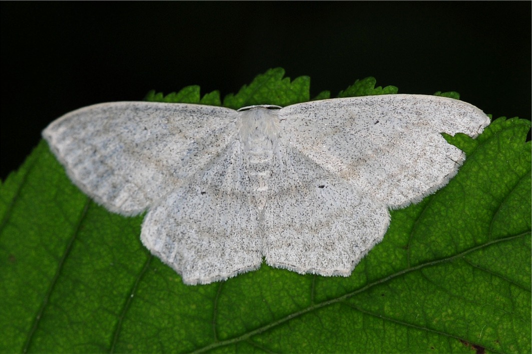 Scopula nigropunctata