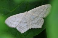 Scopula nigropunctata