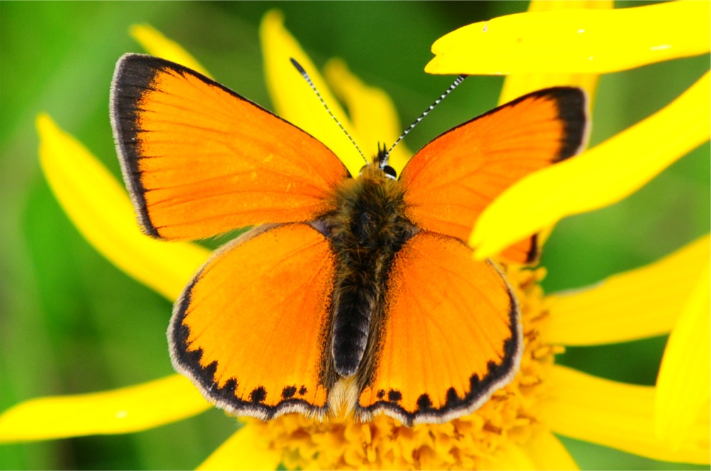 Lycaena virgaureae