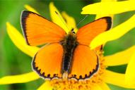 Lycaena virgaureae