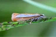 Catoptria margaritella