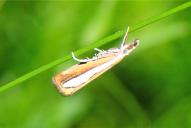 Catoptria margaritella