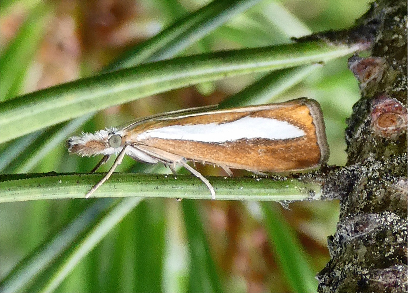 Catoptria margaritella