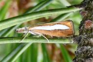 Catoptria margaritella