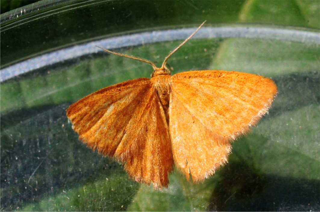 Idaea serpentata