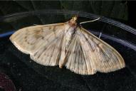 Patania (Pleuroptya) ruralis