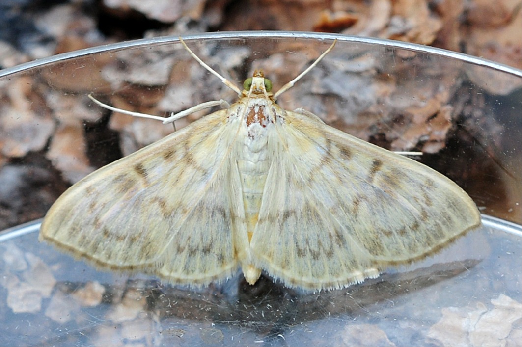 Patania (Pleuroptya) ruralis