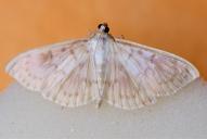 Patania (Pleuroptya) ruralis