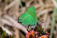 Callophrys rubi