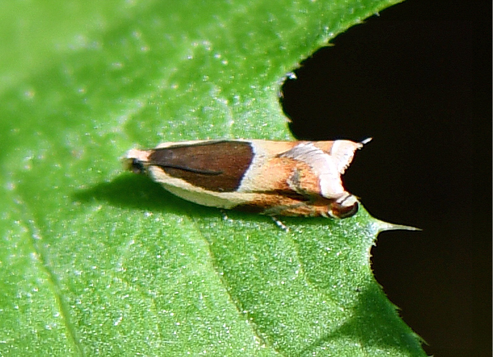 Ancylis badiana