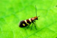 Micropterix aureatella