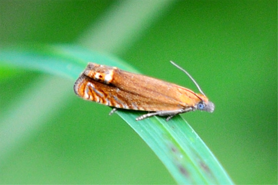 Lathronympha strigana