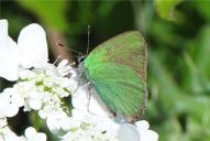 Callophrys rubi