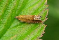 Lathronympha strigana