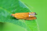 Lathronympha strigana
