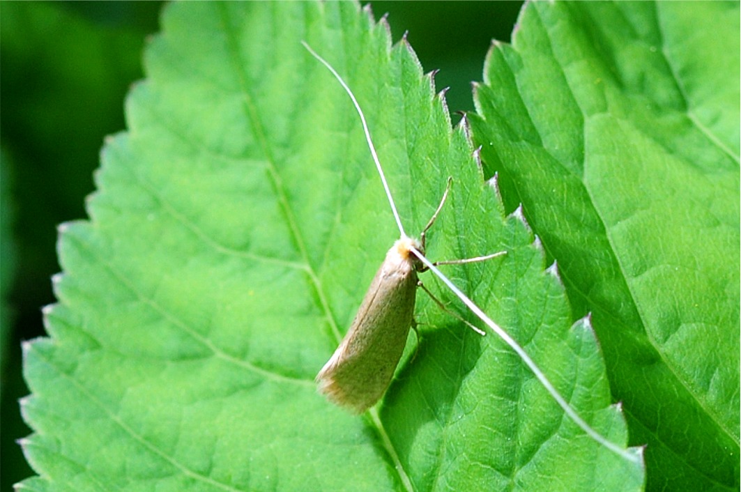 Nematopogon schwarziellus