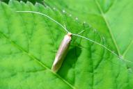 Nematopogon schwarziellus