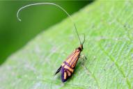 Nemophora ochsenheimerella