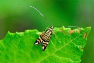 Nemophora ochsenheimerella