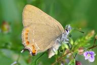 Satyrium esculi