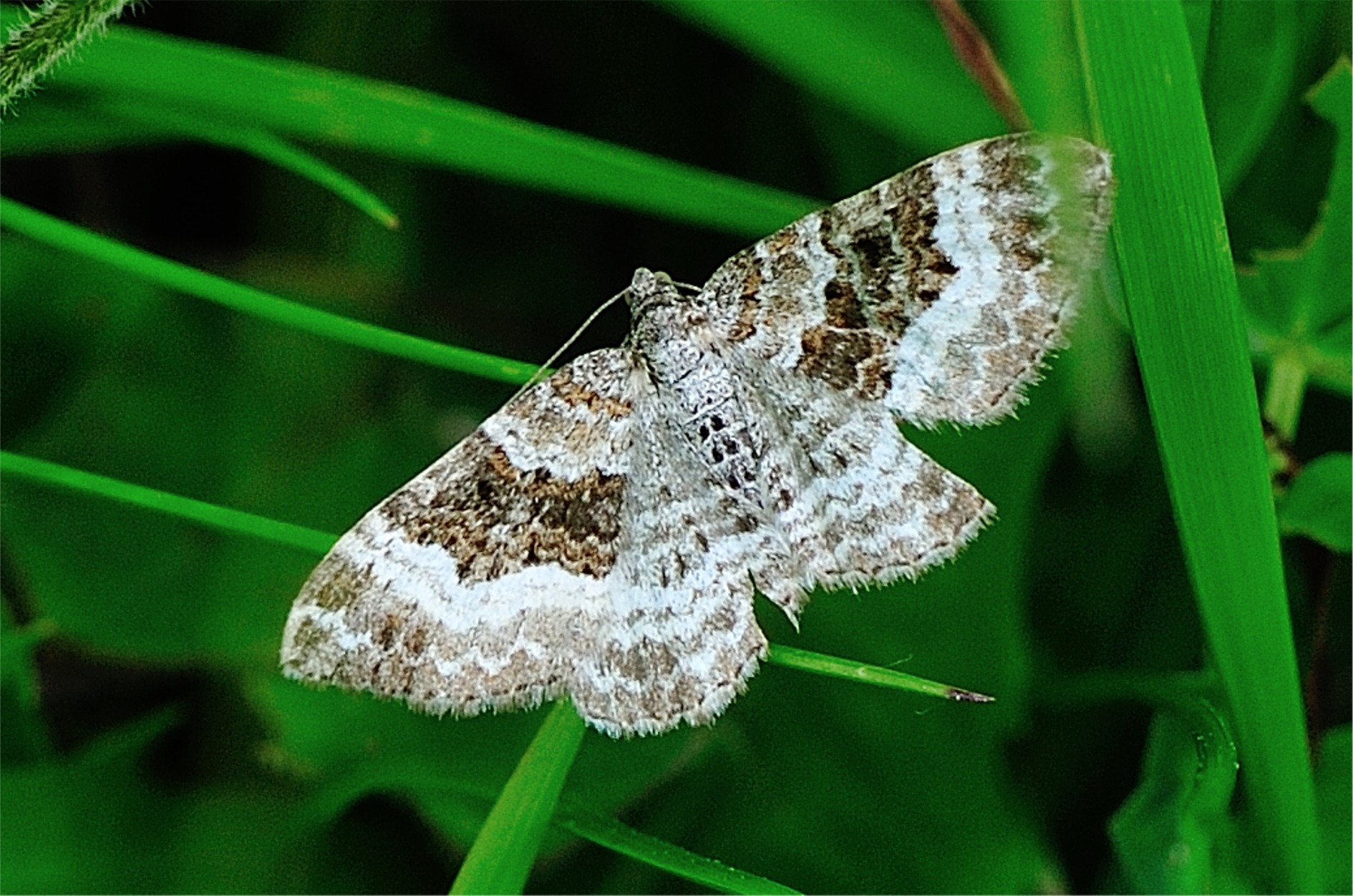 Epirrhoe alternata