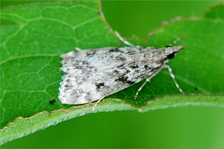 Scoparia ambigualis