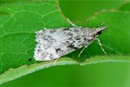 Scoparia ambigualis