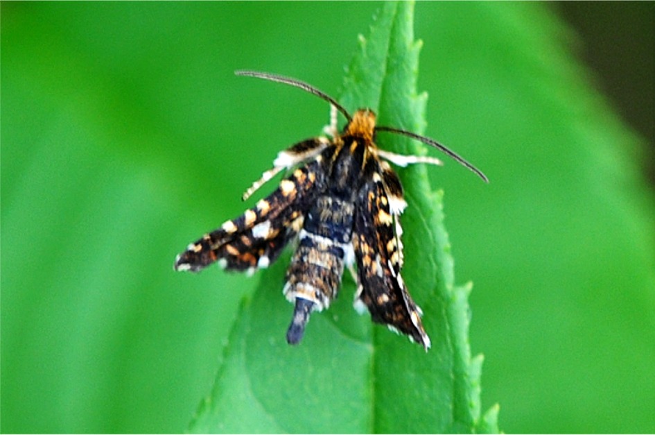 Thyris fenestrella