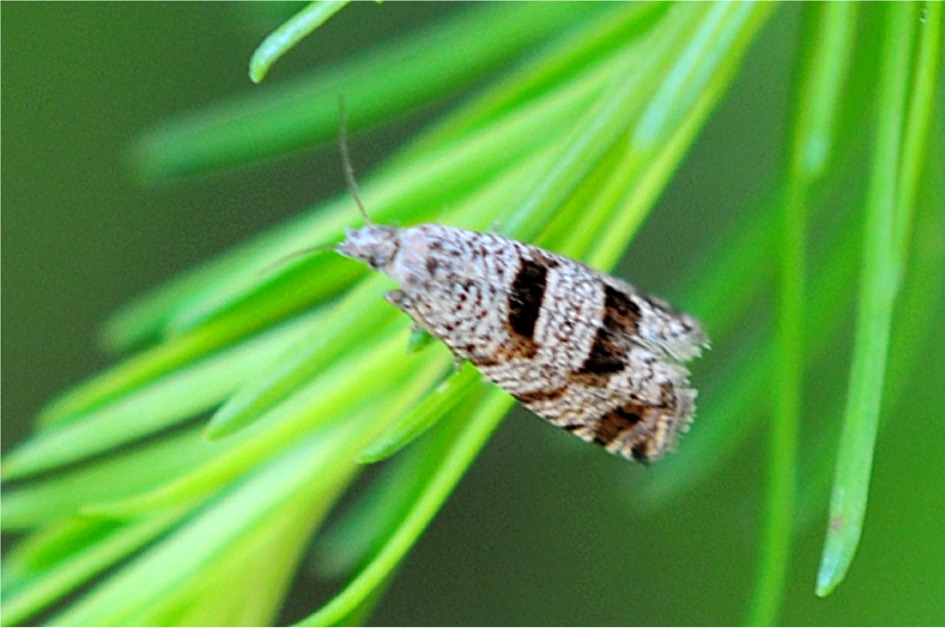 Eriopsela quadrana