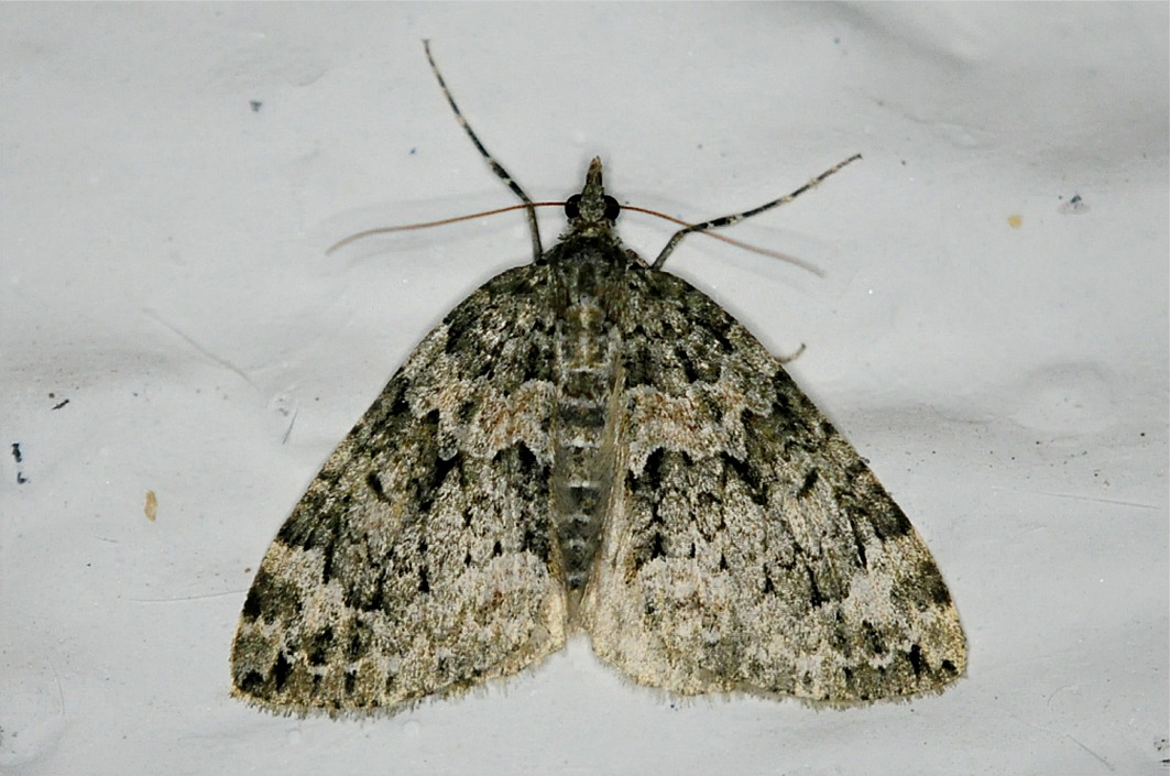 Chloroclysta miata