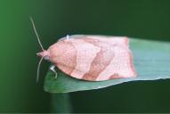 Pandemis cerasana