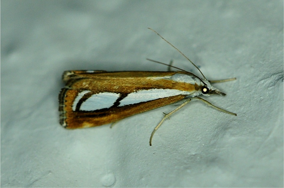 Catoptria myella