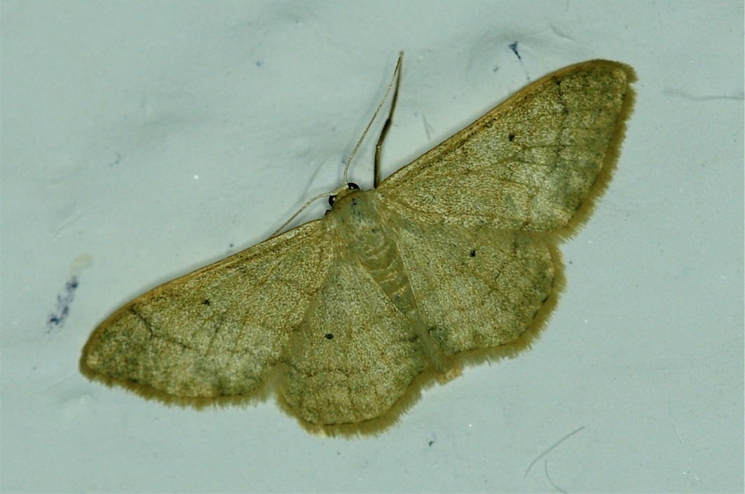 Idaea straminata