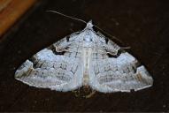 Aplocera praeformata