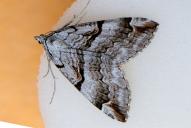 Aplocera praeformata