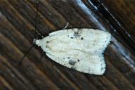 Agonopterix petasitis