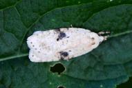 Agonopterix petasitis