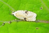 Agonopterix petasitis